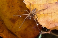 La Pisaure admirable. Un mle juvnile (Araneae - Pisauridae - Pisaura mirabilis)